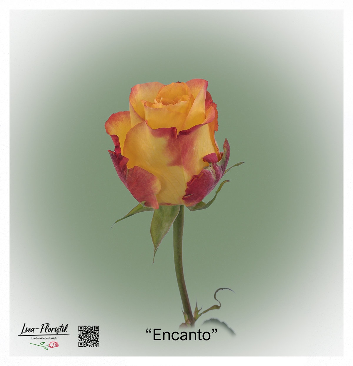 Ecuador Rose Encanto