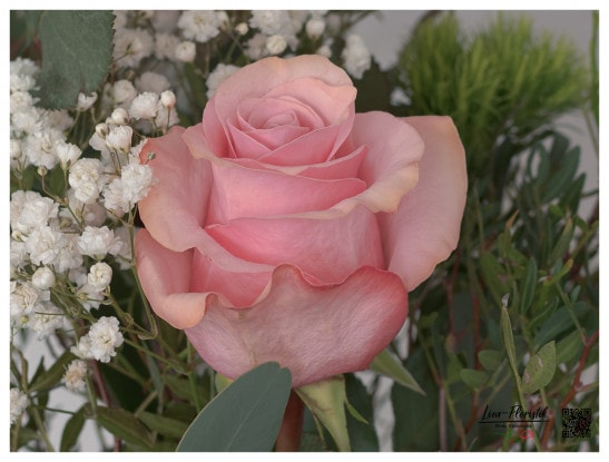 Rosa Ecuador Rose 