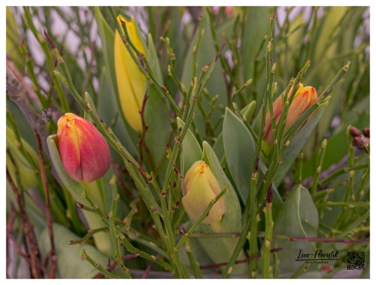 Tulpen und Heidelbeere - Detail