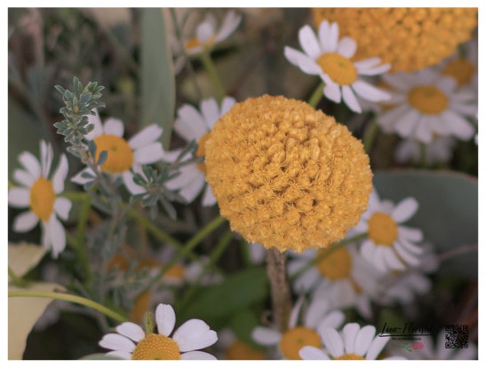 Craspedia und Kamille - Detail im Blumenstrauß