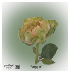 Ecuador Rose Veggie