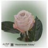 Ecuador Rose Westminster Abbey