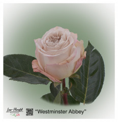 Ecuador Rose Westminster Abbey