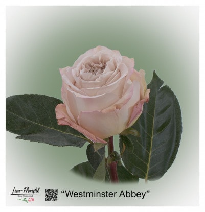 Ecuador Rose Westminster Abbey