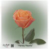 Ecuador Rose Honey Hearts