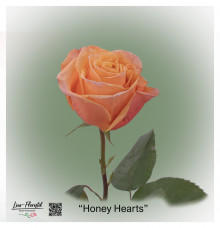 Ecuador Rose Honey Hearts