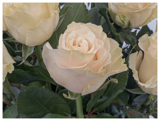 Rose Mondial in einem Blumenstrauß - Detail