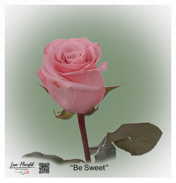Ecuador Rose Be Sweet