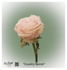 Ecuador Rose Country Secret