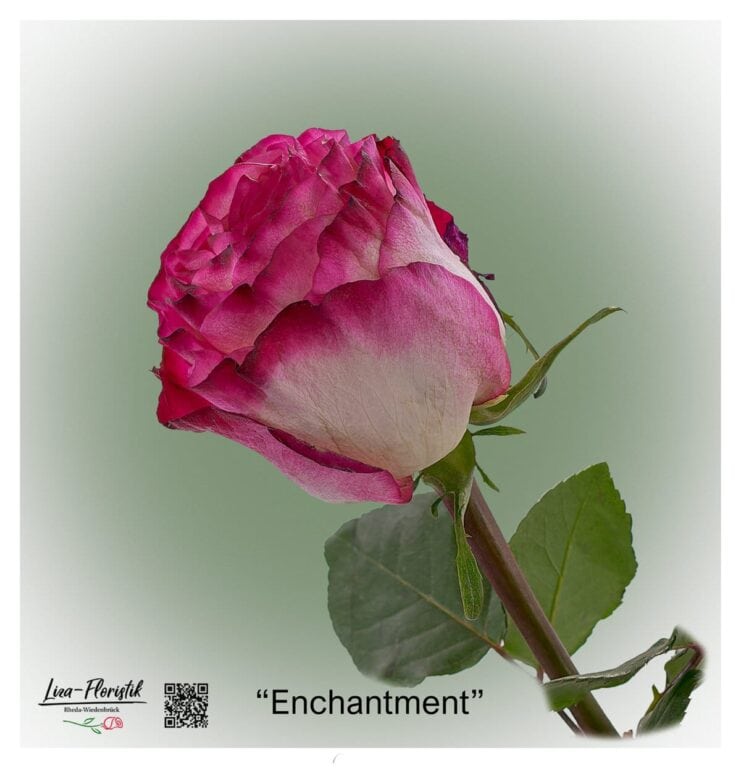 Tolle Ecuador Rosen von Liza-Floristik