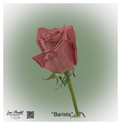 Ecuador Rose Barista