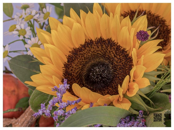 Kürbis, Sonnenblumen, Hortensie, Statize, Gräser und Kamille - Detail