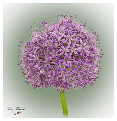 Allium