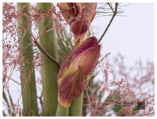 Amaryllis