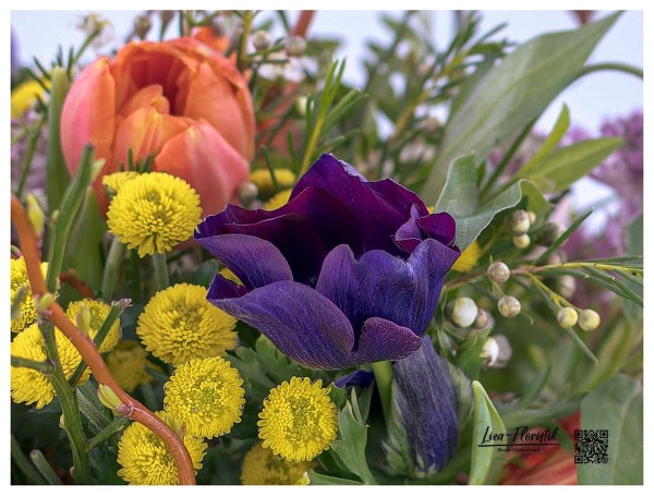 Anemone, Santini und Tulpen - Detail