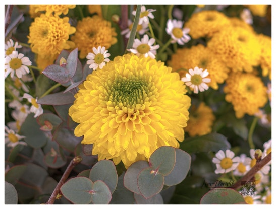 Gelbe Chrysantheme im Detail