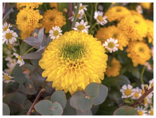 Gelbe Chrysantheme (Santini) im Detail