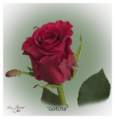 Ecuador Rosen Gotcha
