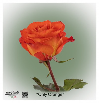 Ecuador Rose Only Orange