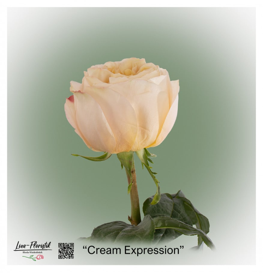 Ecuador Rose Cream Expression