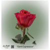 Ecuador Rose Dark Expression