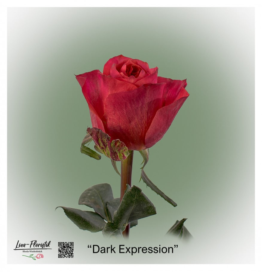 Ecuador Rose Dark Expression