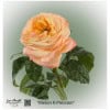 Ecuador Rose Melon Xpression