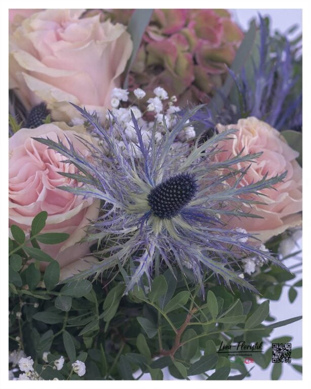 Distel vor Rosen und Hortensie