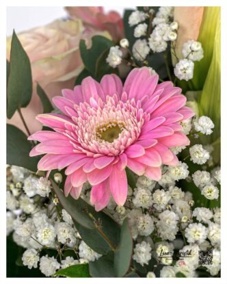 Detailaufnahme: Gerbera im Zusammenspiel mit Schleierkraut und Eukalyptus Im Fokus dieser Nahaufnahme steht eine wunderschöne rosafarbene Gerbera, deren leuchtende Blütenblätter sich harmonisch mit dem zarten Schleierkraut und dem frischen Grün des Eukalyptus ergänzen. Diese Kombination aus Farben und Texturen bringt die Schönheit der einzelnen Blumen besonders zur Geltung und verleiht dem Strauß eine romantische Leichtigkeit.