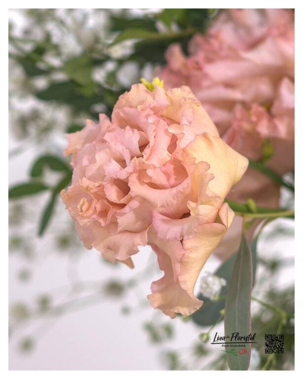 Zarte Eleganz in Perfektion: Der pastellfarbene Lisianthus beeindruckt mit seinen fein gewellten Blütenblättern und verleiht jedem Arrangement einen Hauch von romantischer Leichtigkeit.