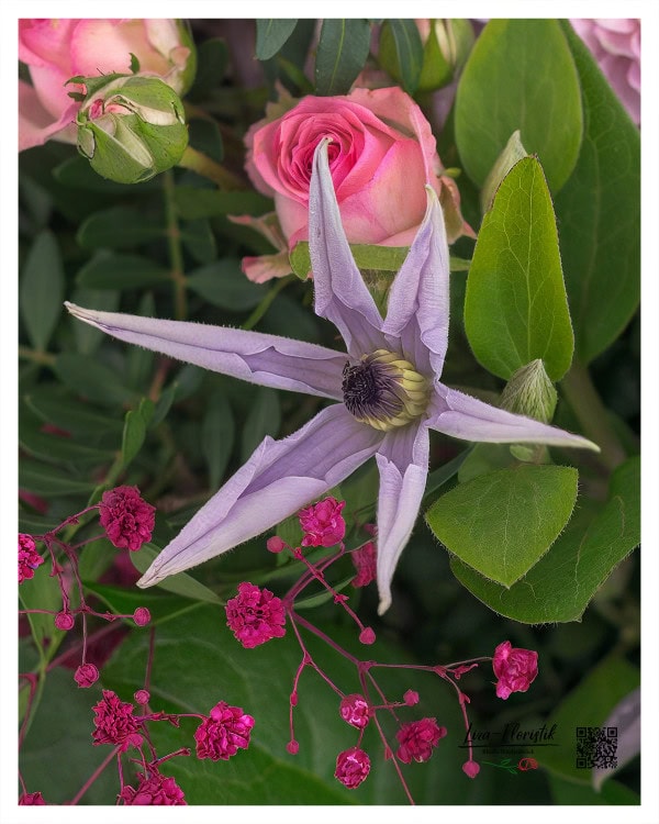 Detailaufnahme mit Clematis, Polyantharosen und rotem Schleierkraut – ein harmonisches Zusammenspiel aus zarten und kräftigen Farbakzenten
