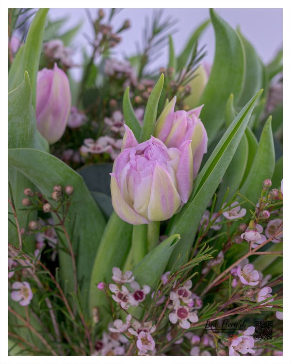 Detailaufnahme von gefüllten, zartrosa Tulpen mit cremefarbenen Akzenten, umrahmt von kleinen rosa Wachsblumen und frischem Grün