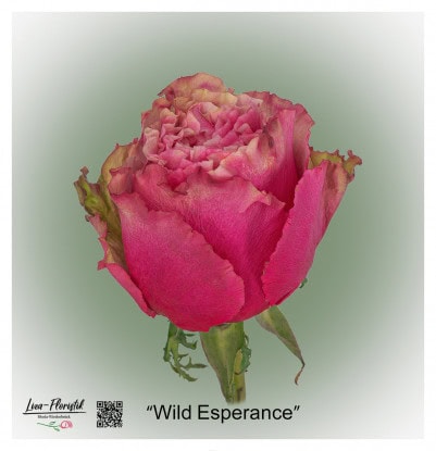 Ecuador Rose Wild Esperance