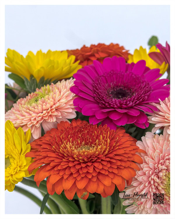 Bunte Gerbera im Detail