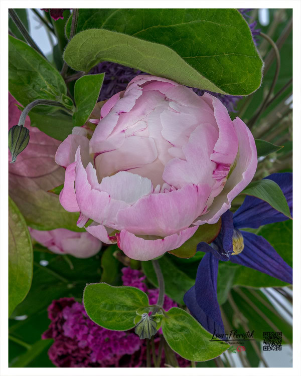 Detailaufnahme einer zartrosa Pfingstrose in voller Blüte, umgeben von violetter Clematis, dunkelvioletter Statice und sattem Blattgrün – ein elegantes Farbspiel aus Nahdistanz.