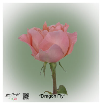 Ecuador Rose Dragon Fly mit rosafarbenen, markant spitz zulaufenden Blütenblättern und einem dicht gefüllten, leicht geöffneten Blütenkopf.