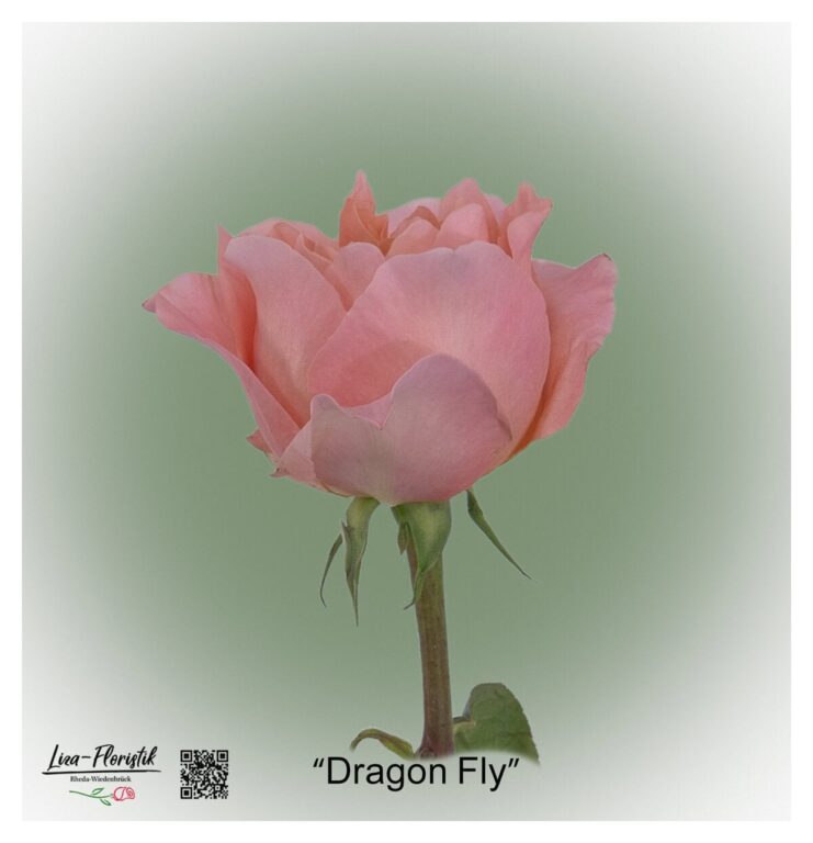 Ecuador Rose Dragon Fly mit rosafarbenen, markant spitz zulaufenden Blütenblättern und einem dicht gefüllten, leicht geöffneten Blütenkopf.
