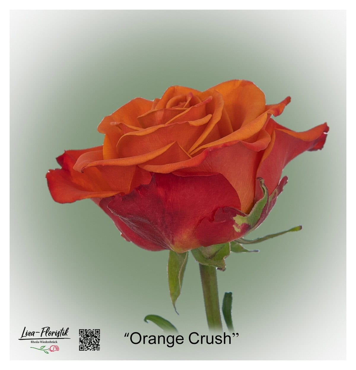 Ecuador Rose Orange Crush mit kräftig orange-roten Blütenblättern und voll geöffneter, großer Blüte – Symbol für Energie und Lebensfreude.