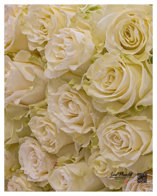 Ecuador Rosen von Liza-Floristik