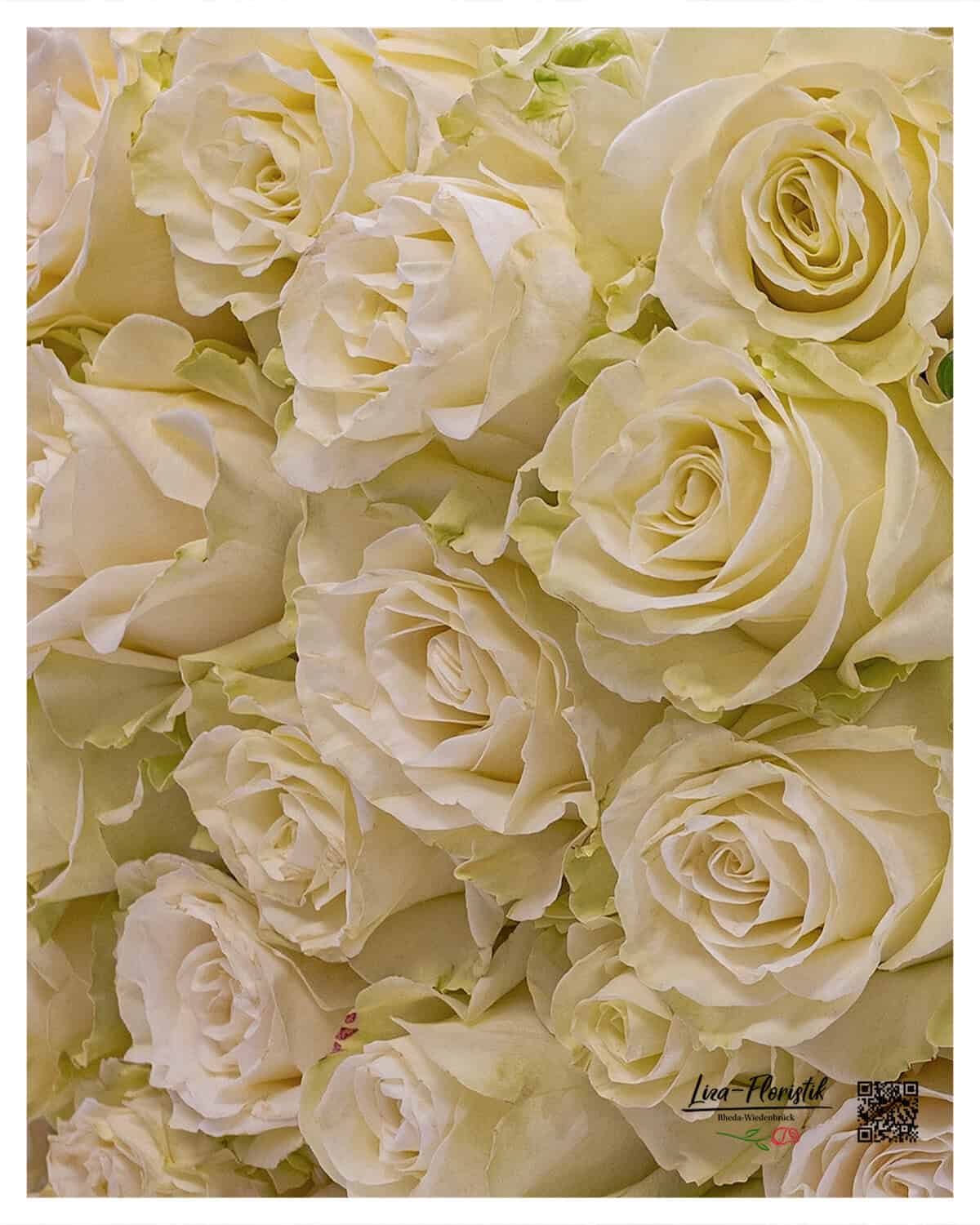 Ecuador Rosen in Premium-Qualität – Langlebig & exklusiv