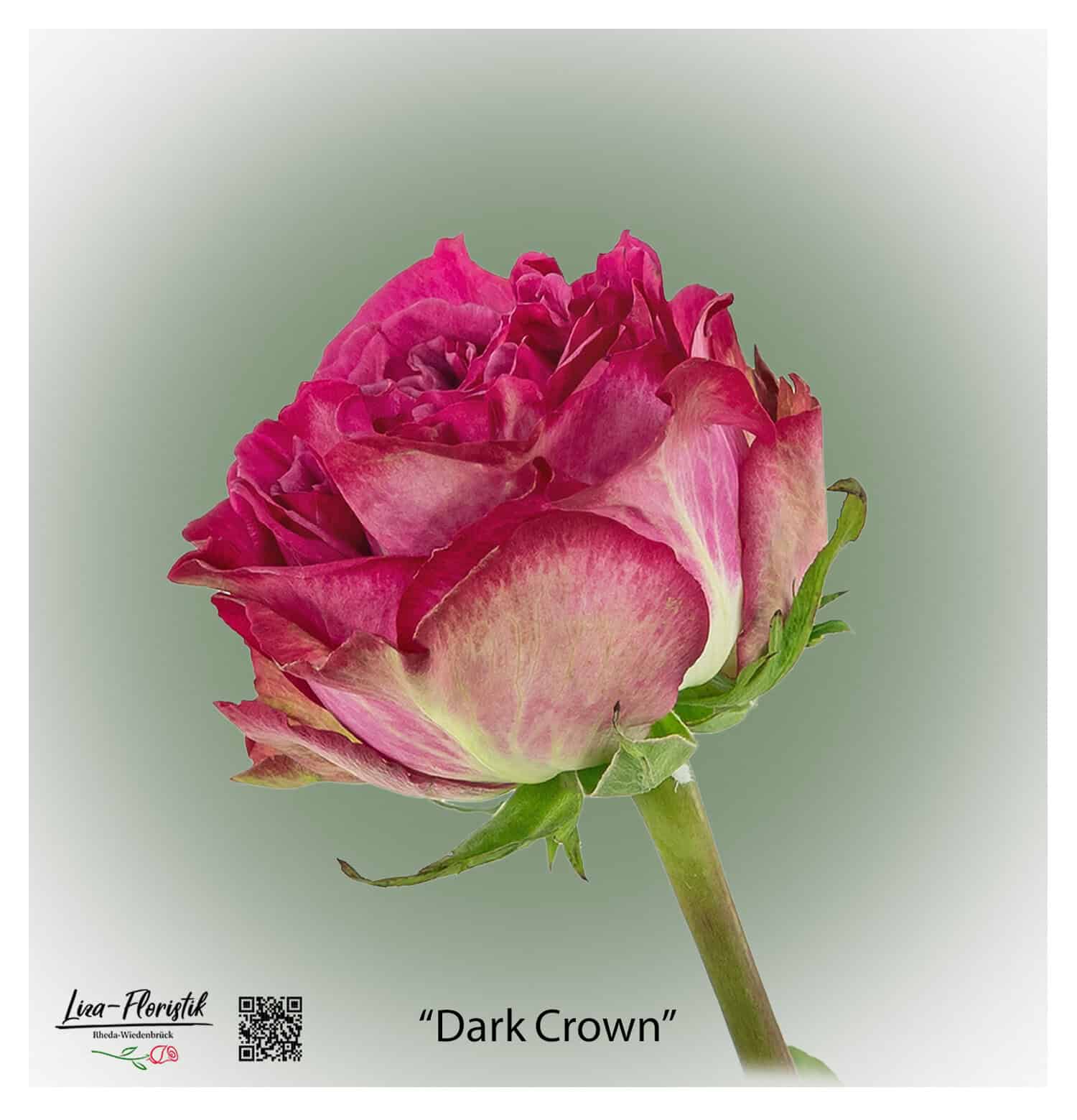 Ecuador Rose Dark Crown