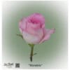 Ecuador Rose Mandela in zartem Rosa mit cremefarbenem Rand, großblütig und elegant – exklusive Premiumrose von Liza-Floristik