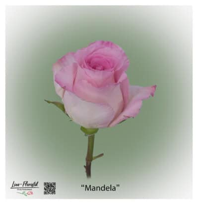 Ecuador Rose Mandela in zartem Rosa mit cremefarbenem Rand, großblütig und elegant – exklusive Premiumrose von Liza-Floristik
