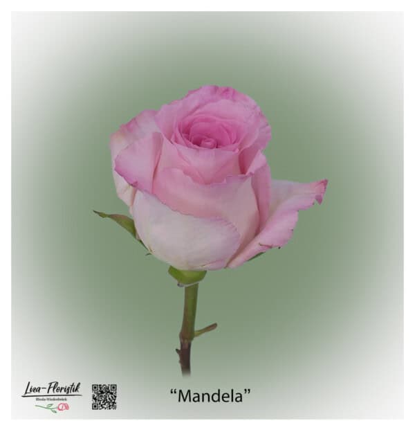 Ecuador Rose Mandela in zartem Rosa mit cremefarbenem Rand, großblütig und elegant – exklusive Premiumrose von Liza-Floristik