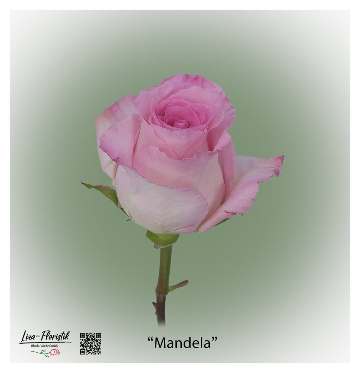 Ecuador Rose Mandela in zartem Rosa mit cremefarbenem Rand, großblütig und elegant – exklusive Premiumrose von Liza-Floristik