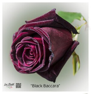 Ecuador rose Black Baccara