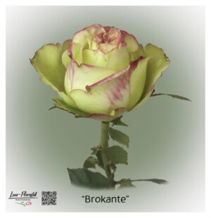 Ecuador Rose Brokante