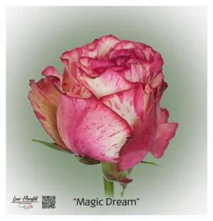 Ecuador Rose Magic Dream