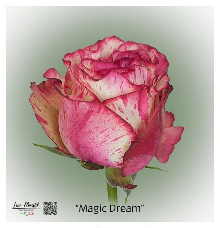 Ecuador Rose Magic Dream