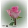 Ecuador Rose Jet-Set